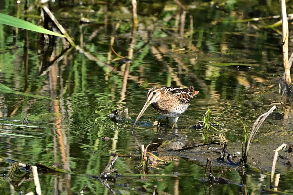 Gallinago gallinago