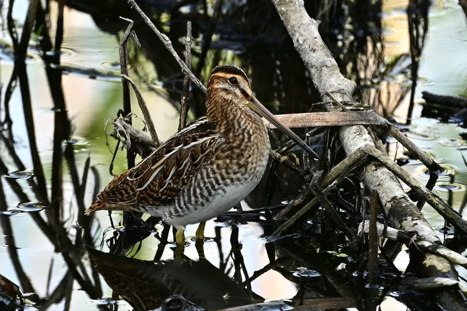 Gallinago gallinago