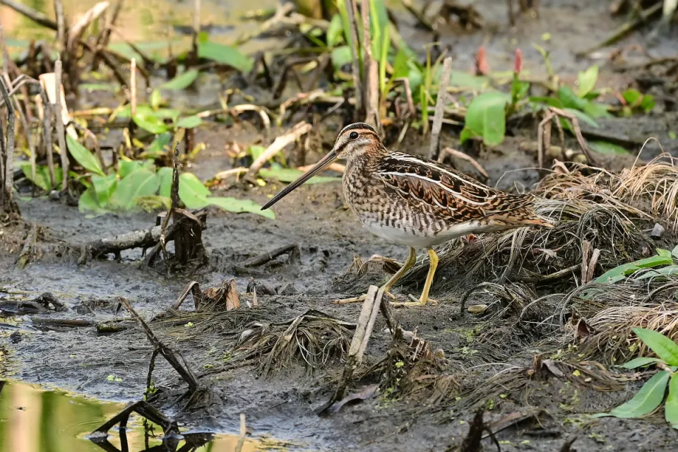 Gallinago gallinago