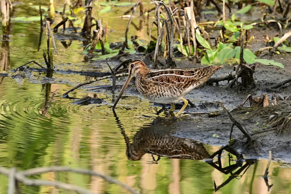 Gallinago gallinago