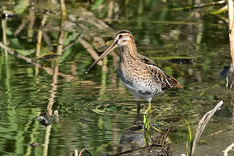 Gallinago gallinago