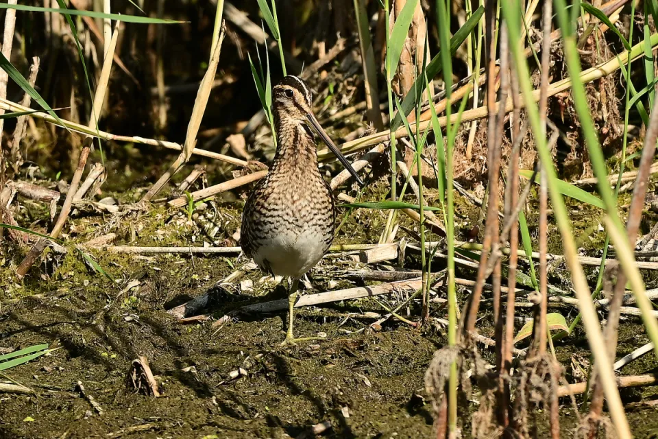Gallinago gallinago