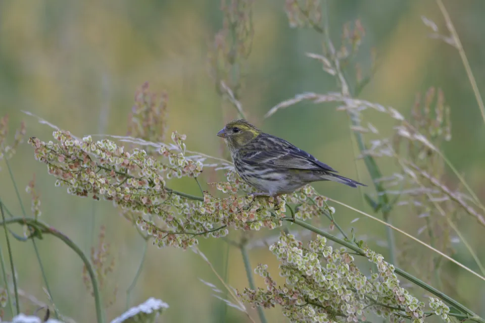 Serinus serinus