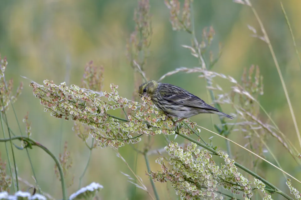 Serinus serinus