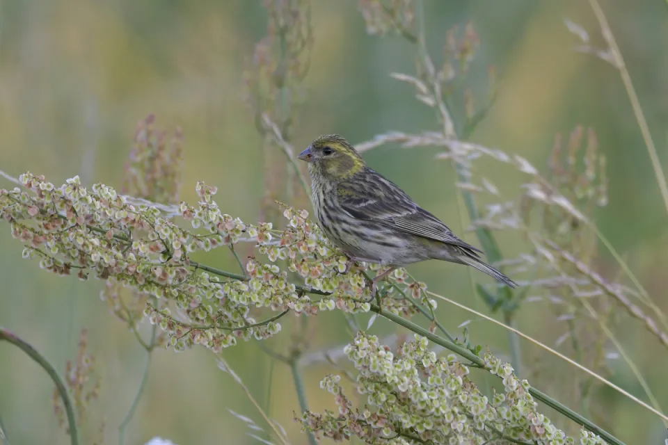 Serinus serinus