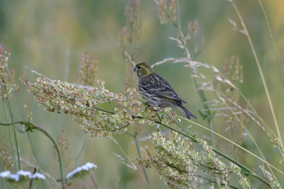 Serinus serinus