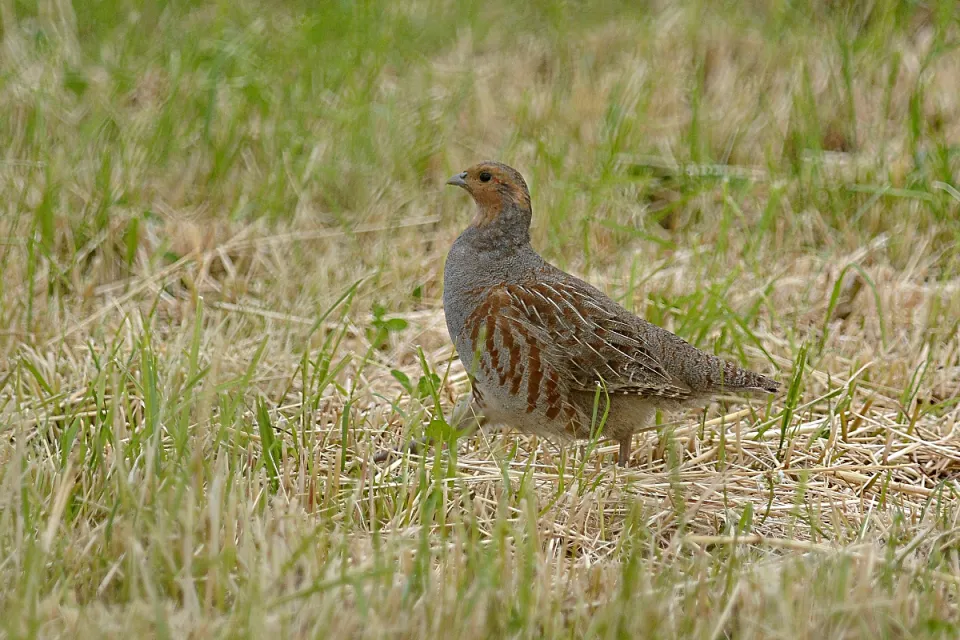 Perdix perdix