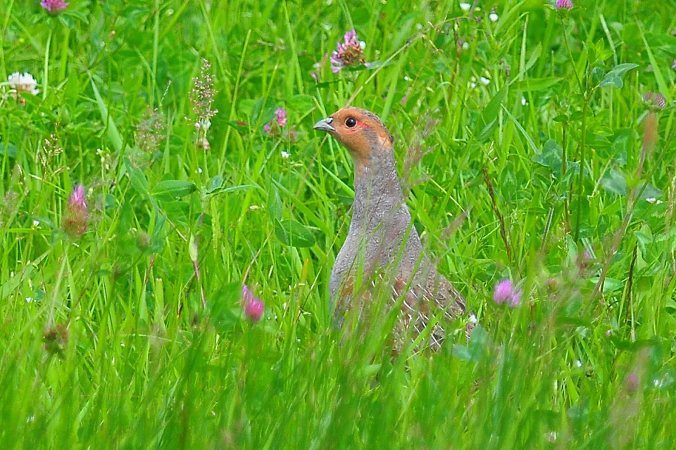 Perdix perdix