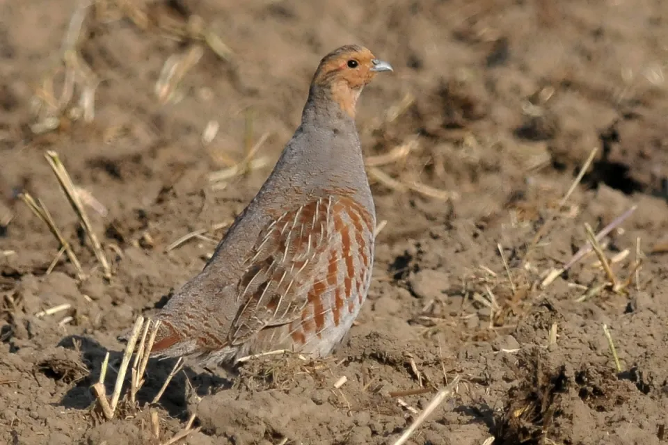 Perdix perdix