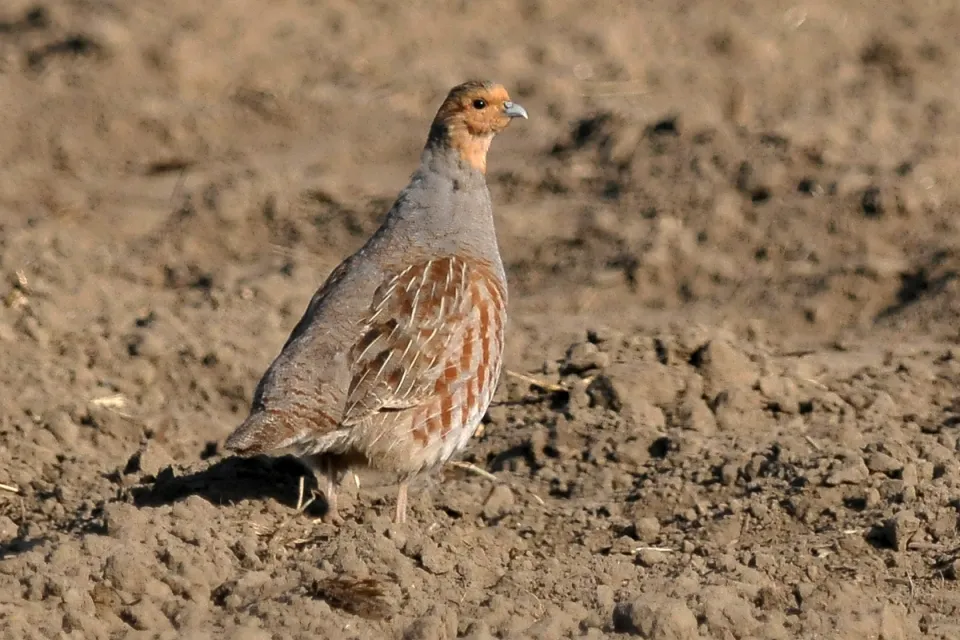 Perdix perdix