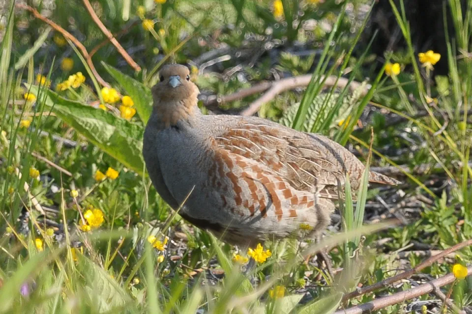 Perdix perdix