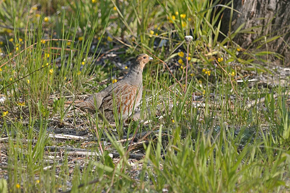 Perdix perdix