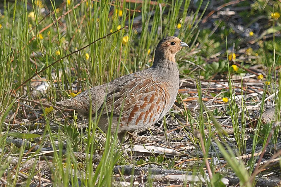 Perdix perdix