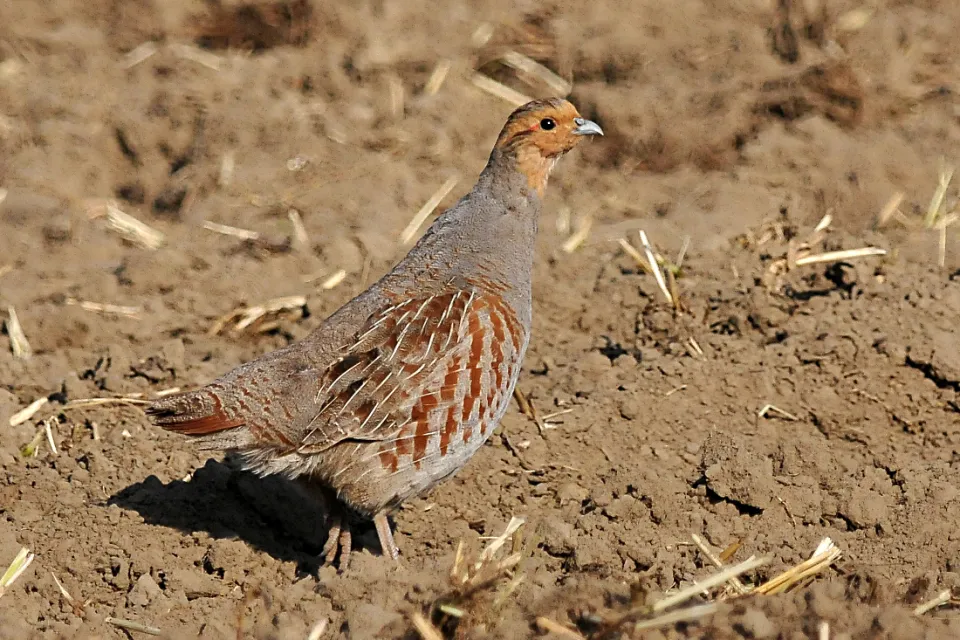 Perdix perdix