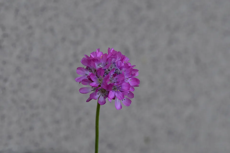 Kwiaty