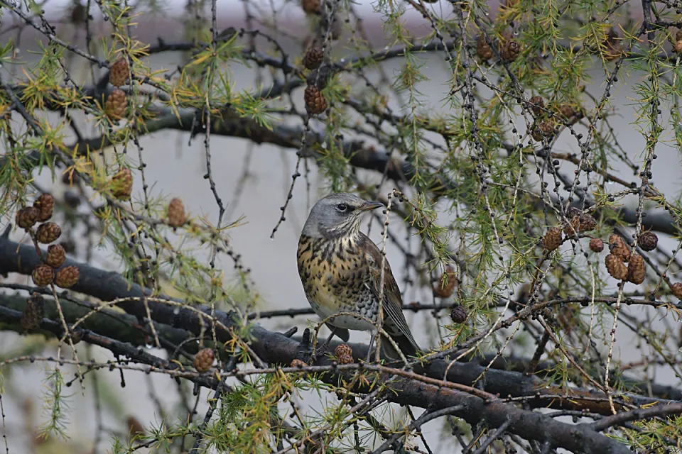 Turdus pilaris