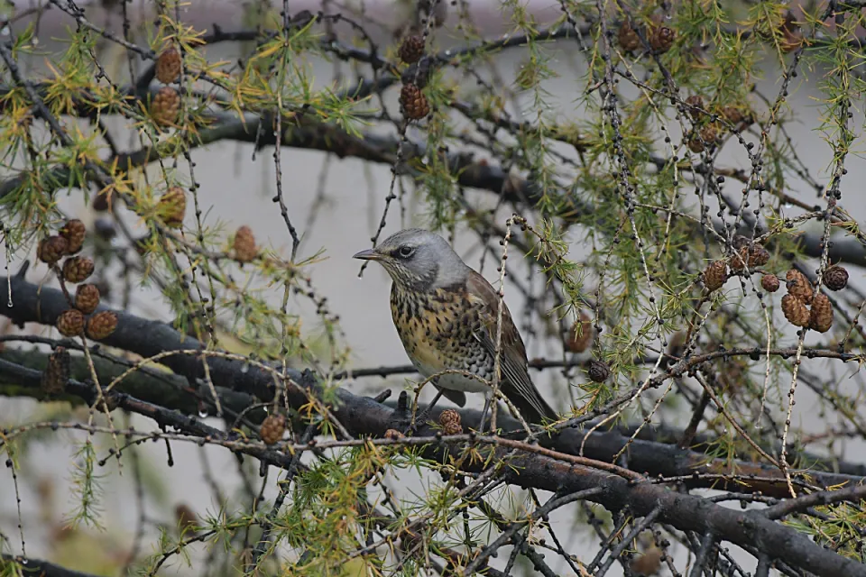 Turdus pilaris