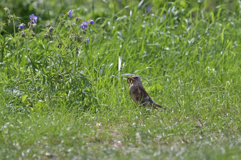 Turdus pilaris