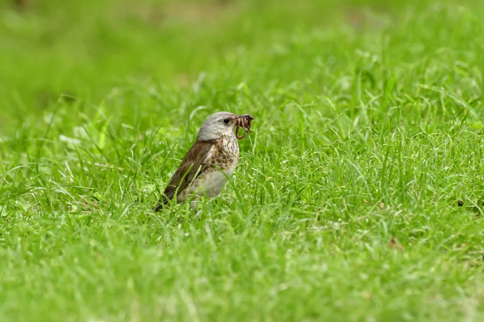 Turdus pilaris