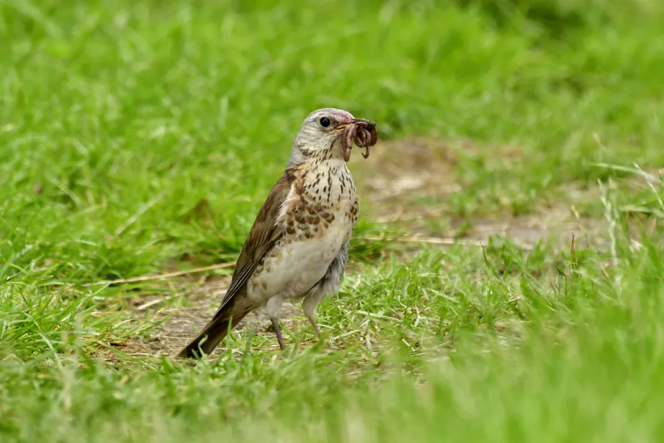 Turdus pilaris