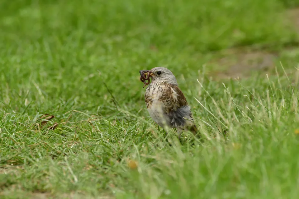 Turdus pilaris