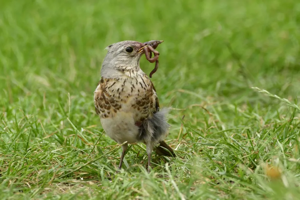 Turdus pilaris