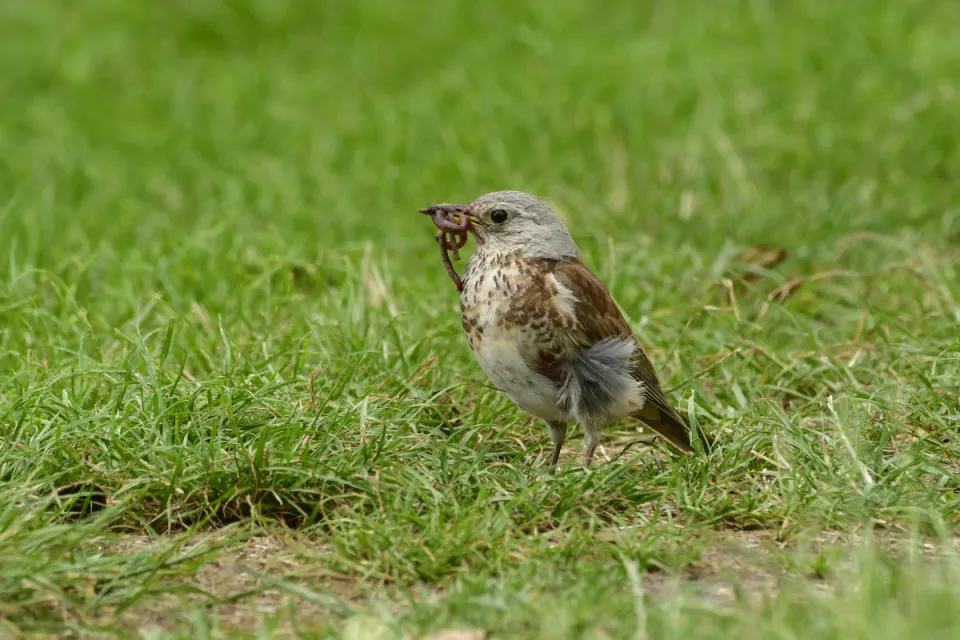 Turdus pilaris