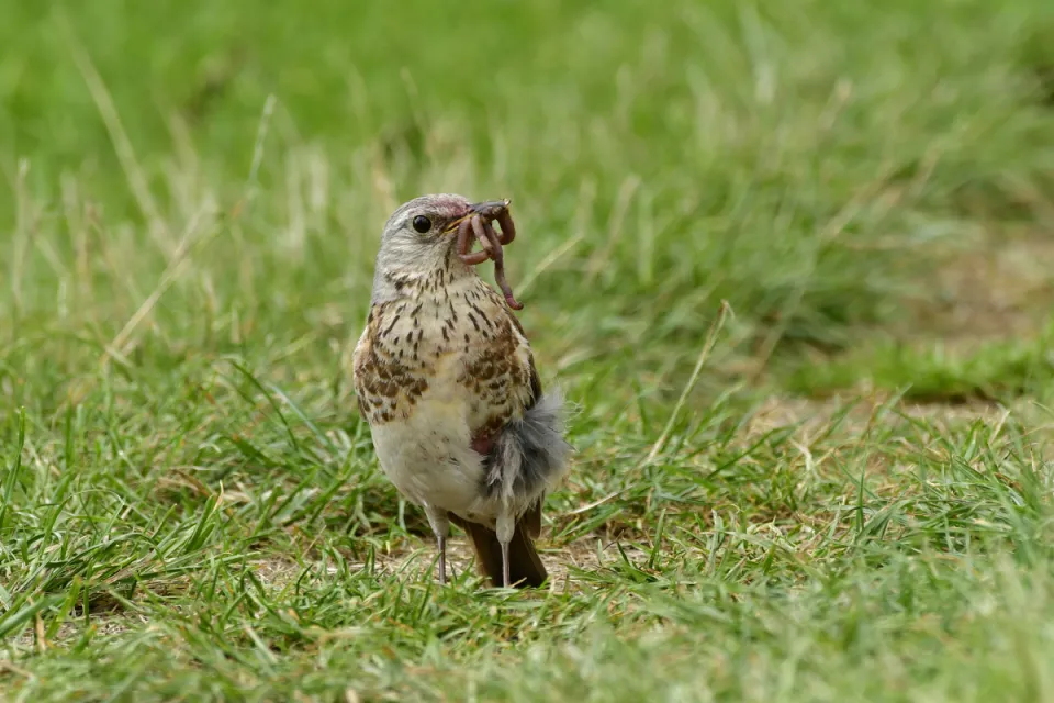 Turdus pilaris