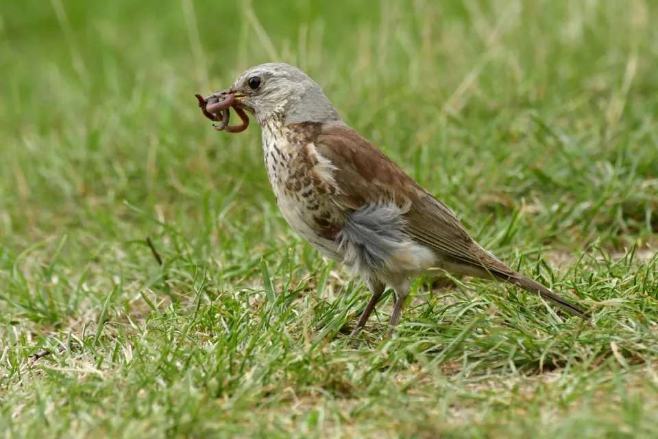 Turdus pilaris