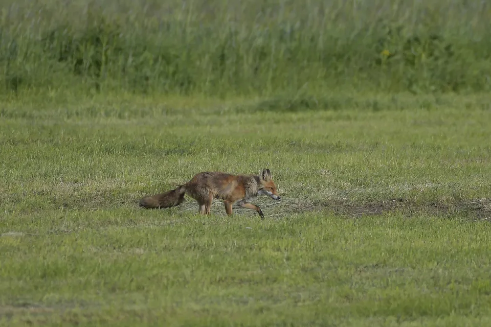 Vulpes vulpes
