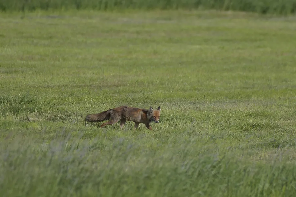 Vulpes vulpes