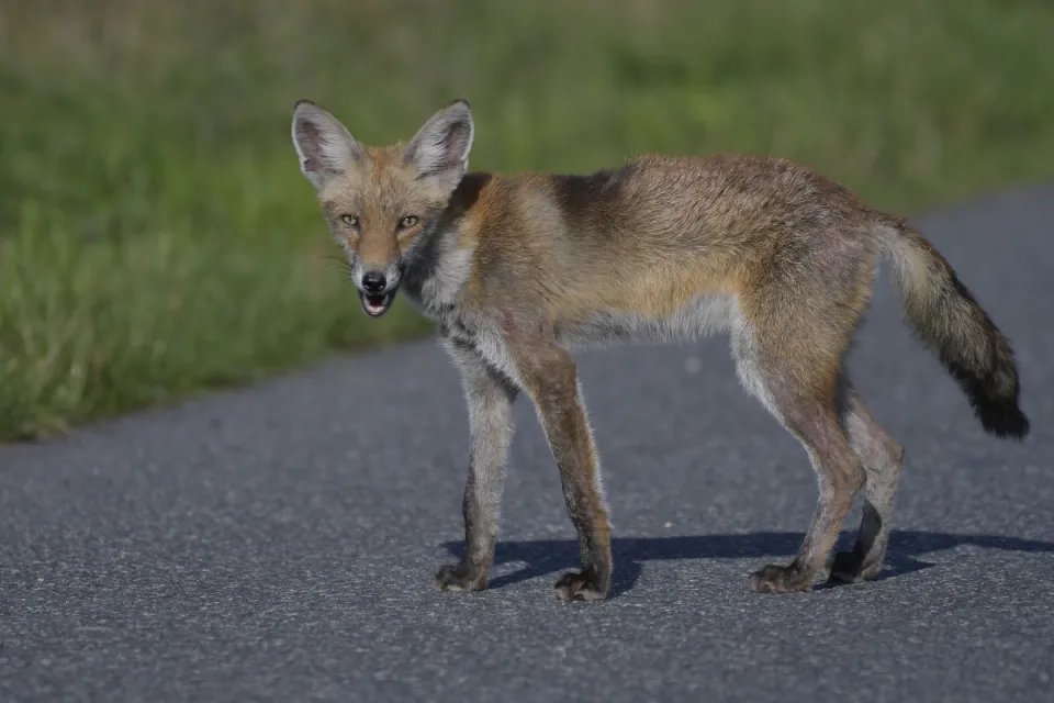 Vulpes vulpes