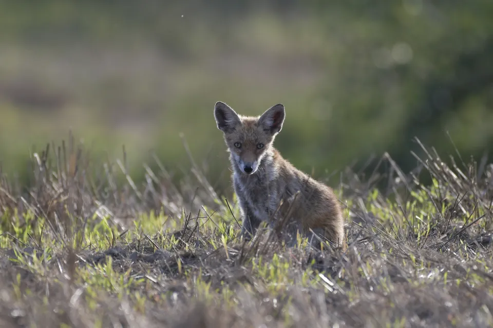 Vulpes vulpes