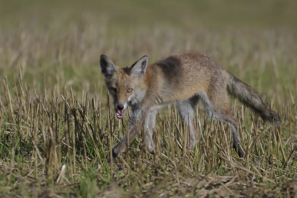 Vulpes vulpes