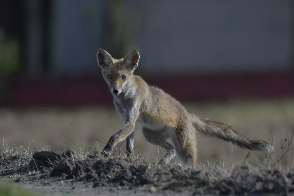 Vulpes vulpes