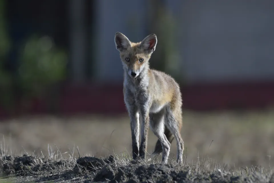 Vulpes vulpes