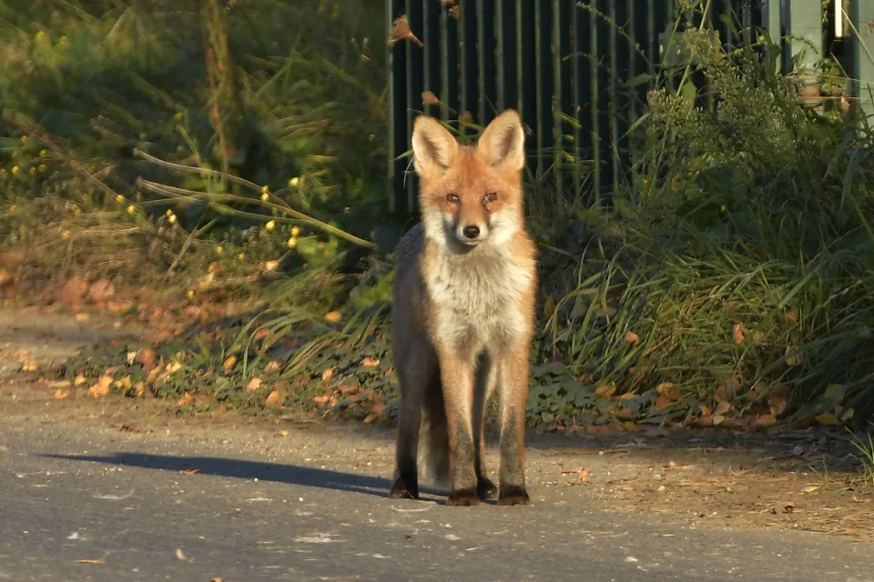 Vulpes vulpes