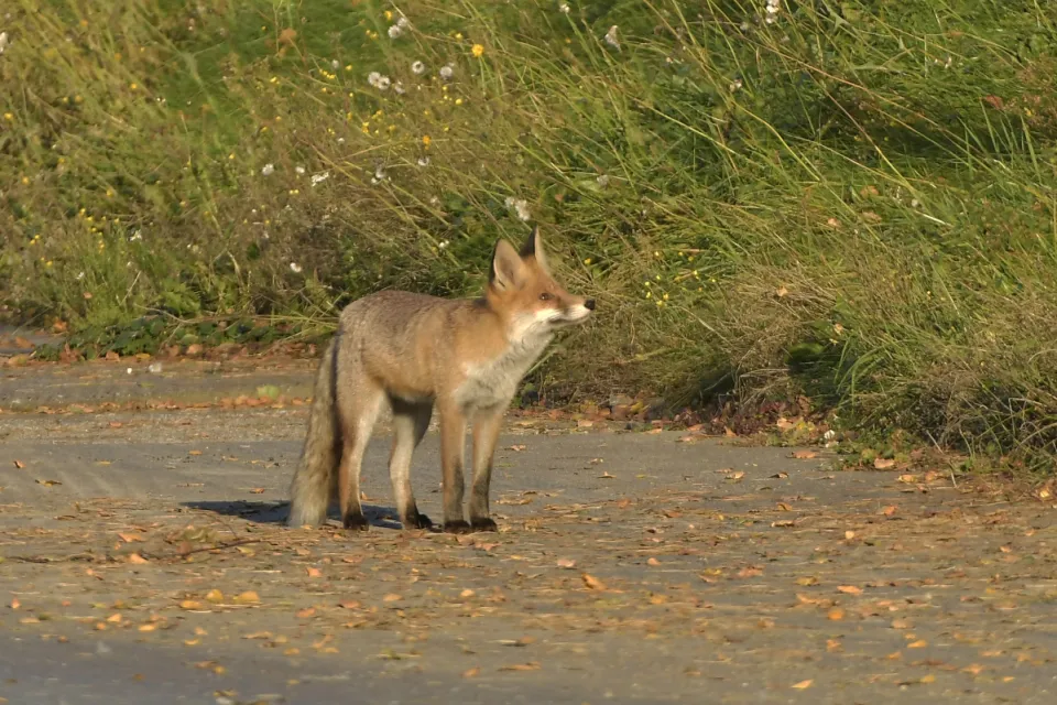 Vulpes vulpes