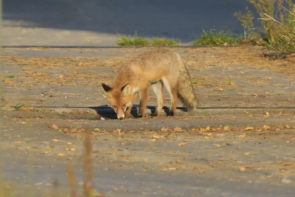 Vulpes vulpes