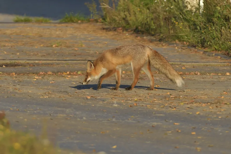Vulpes vulpes