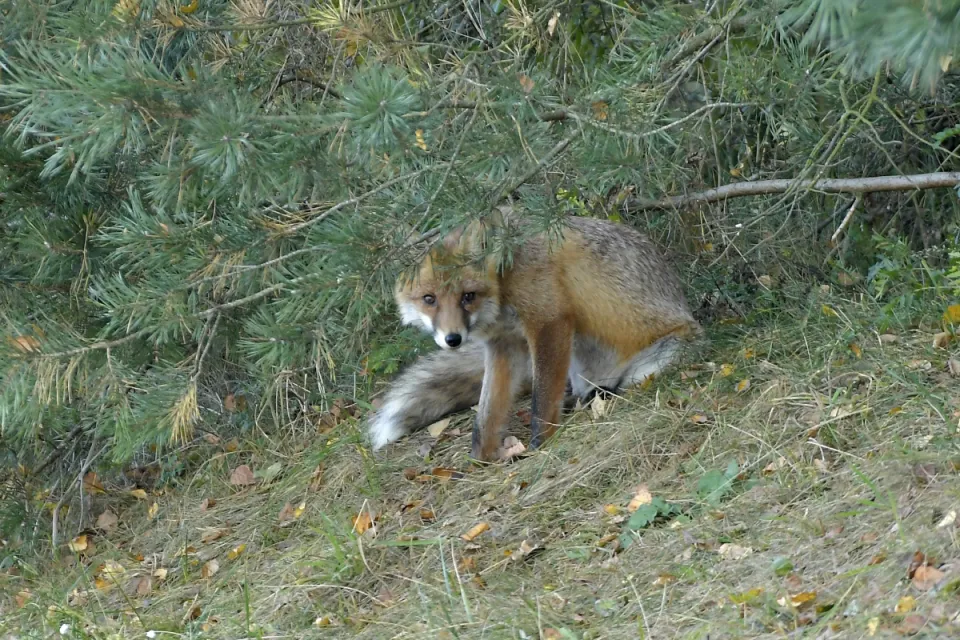 Vulpes vulpes