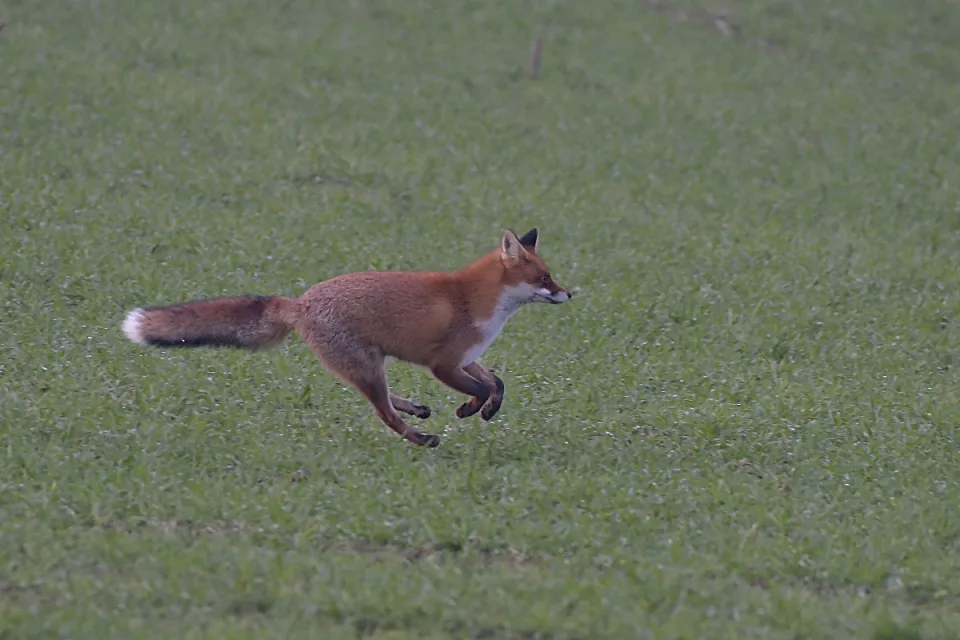Vulpes vulpes