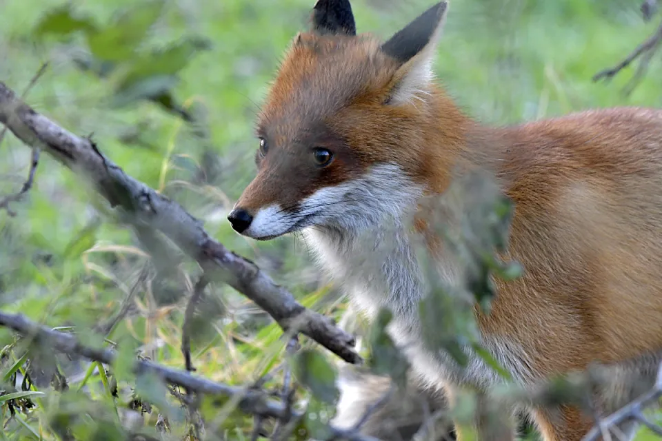 Vulpes vulpes