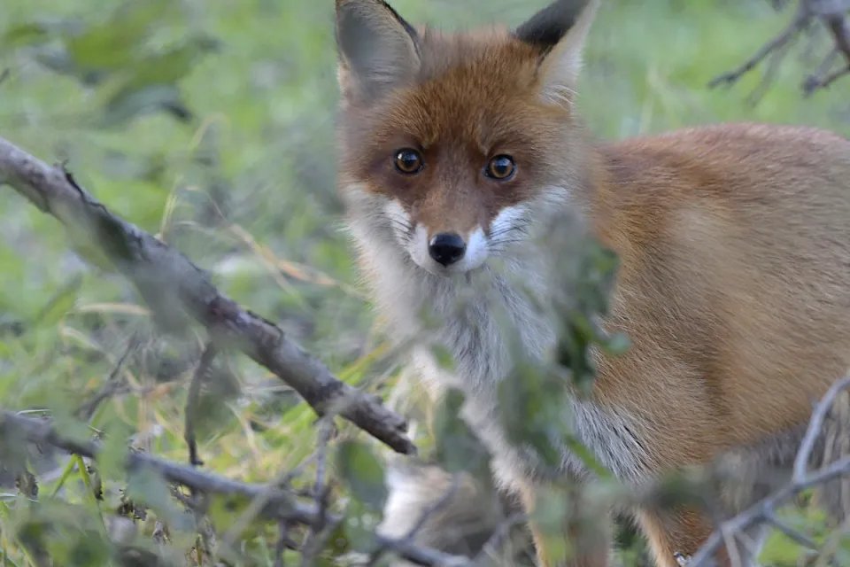 Vulpes vulpes