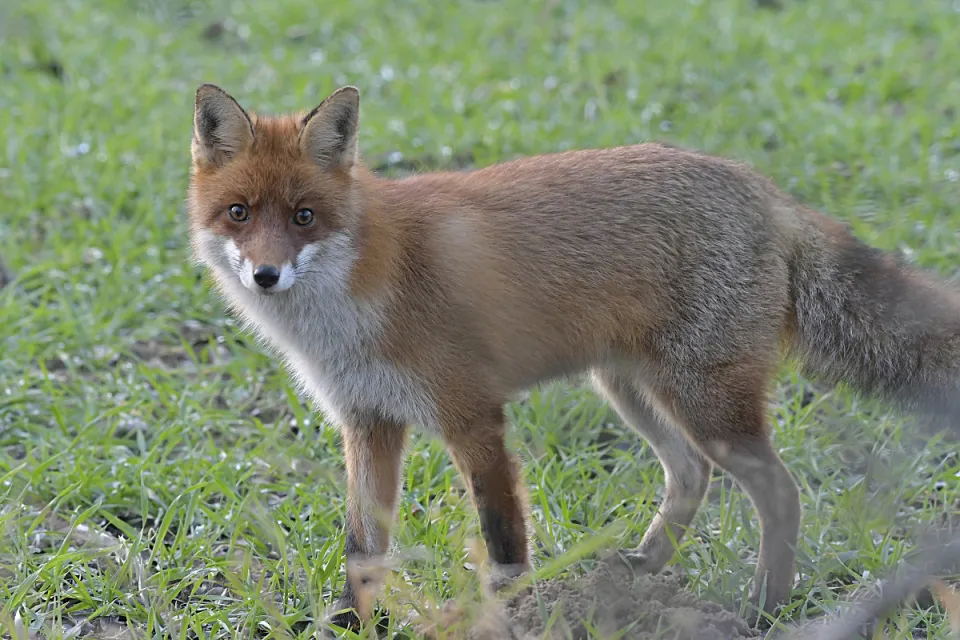 Vulpes vulpes