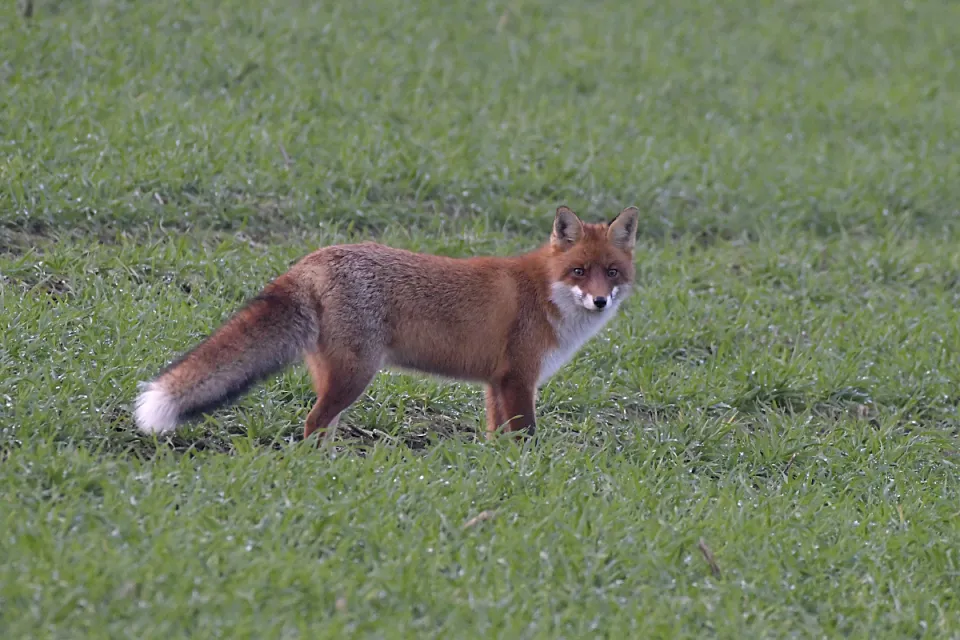 Vulpes vulpes