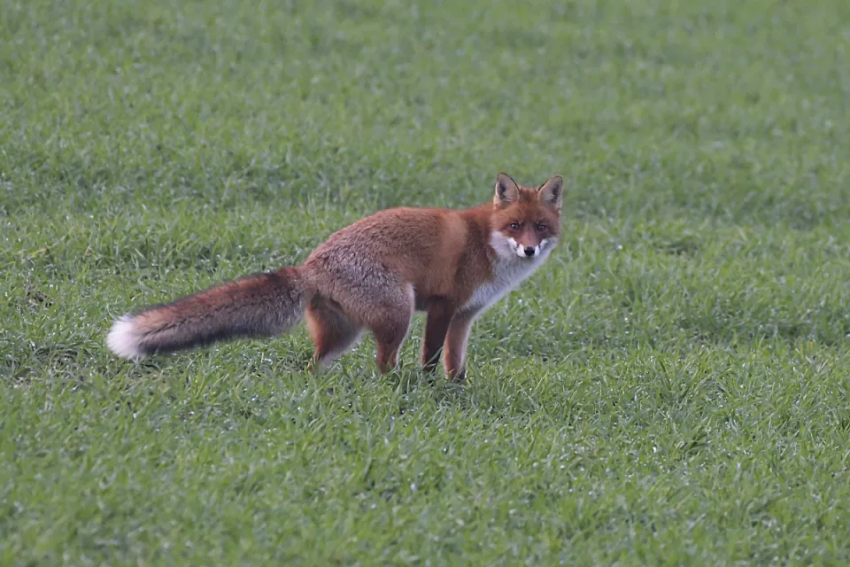 Vulpes vulpes