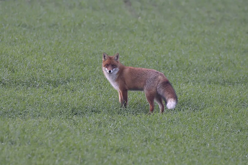 Vulpes vulpes