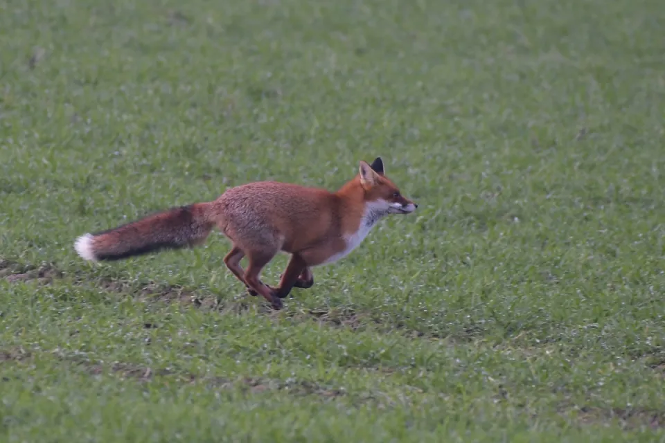 Vulpes vulpes