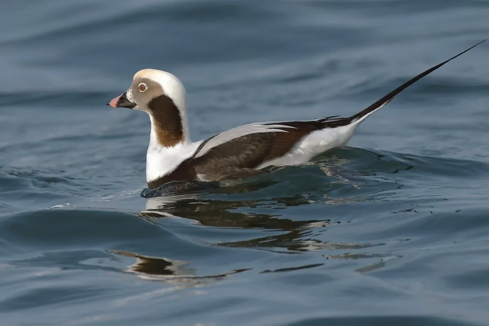 Clangula hyemalis